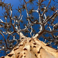 Long Weekend in the Richtersveld