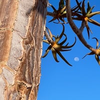 Long Weekend in the Richtersveld
